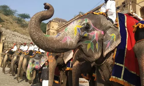Jaipur News: हाथियों की सवारी पर अस्थाई रोक Jaipur News: हाथियों की सवारी पर अस्थाई रोक