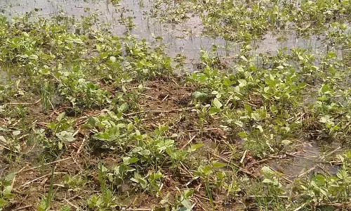 Odisha: केंद्रपाड़ा में भारी बारिश से फसलें बर्बाद