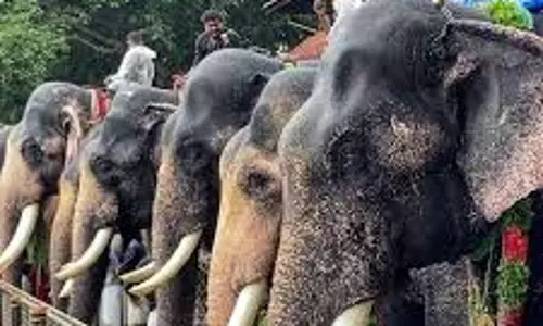 Kerala :   मंदिर उत्सवों में हाथियों की संख्या कम होगी गृह भ्रमण, सप्ताहम और नवहम पर प्रतिबंध