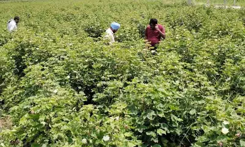 Punjab में कपास की खेती को पुनर्जीवित करने के लिए रणनीतिक समाधान की योजना बना रहे