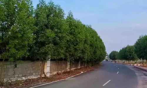 Telangana विधानसभा अध्यक्ष सभी कोनोकार्पस पेड़ों को हटाना चाहते
