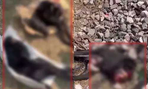 CG: कुत्ते का पैर बांधकर रेलवे ट्रैक पर फेंका, दो टुकड़ों में कटी बॉडी