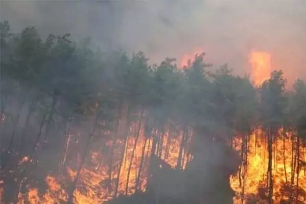 South Korea : जंगलों में लगी भीषण आग: 16 की मौत, 19 घायल South Korea : जंगलों में लगी भीषण आग: 16 की मौत, 19 घायल