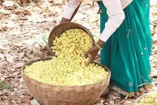 MP : उमरिया में महुआ संग्रहण से ग्रामीणों की खुशहाली MP : उमरिया में महुआ संग्रहण से ग्रामीणों की खुशहाली