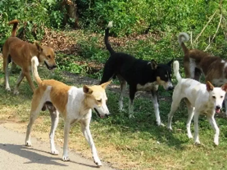 Odisha: सुंदरगढ़ में आवारा कुत्तों ने नवजात बच्ची के शव को नोचा Odisha: सुंदरगढ़ में आवारा कुत्तों ने नवजात बच्ची के शव को नोचा