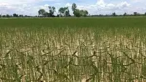 कोनासीमा Andhra में रबी की फसल के लिए पानी की कमी कोनासीमा Andhra में रबी की फसल के लिए पानी की कमी
