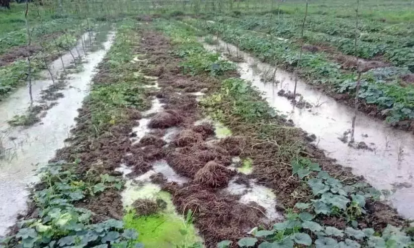 गर्मियों में बारिश; किसानों के लिए खीरे के आंसू गर्मियों में बारिश; किसानों के लिए खीरे के आंसू