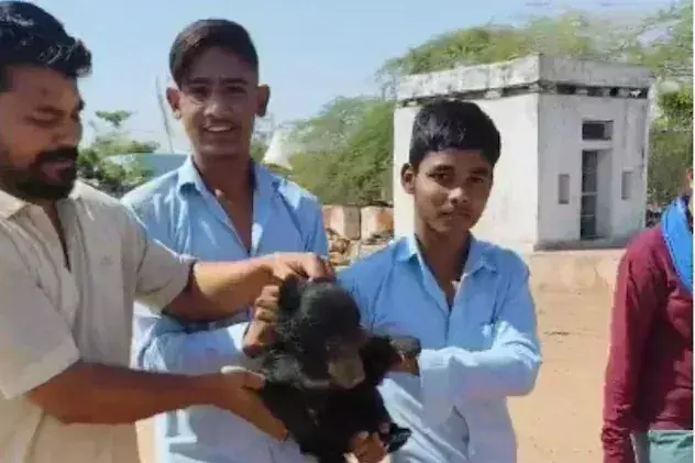 Kota: एक भालू का बच्चा रास्ता भटककर जिले के शंभूपुरा गांव के पास पहुंचा Kota: एक भालू का बच्चा रास्ता भटककर जिले के शंभूपुरा गांव के पास पहुंचा