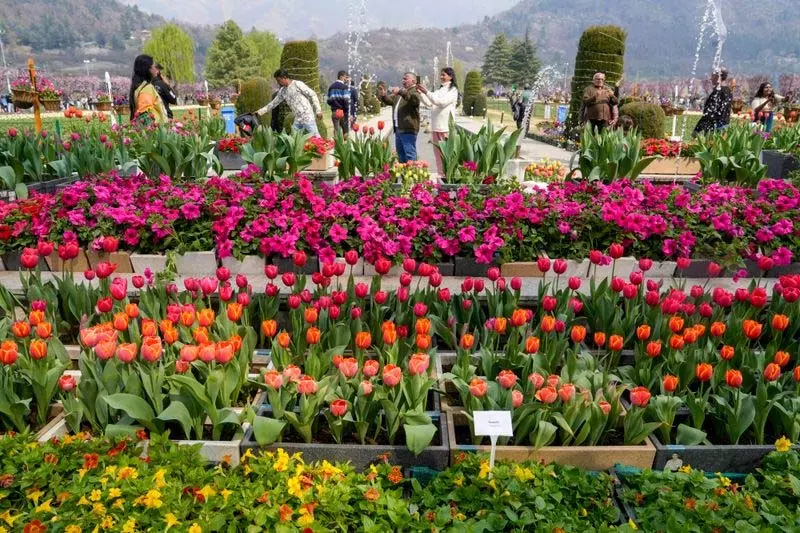 Srinagar में एशिया का सबसे बड़ा ट्यूलिप गार्डन जनता के लिए खुला Srinagar में एशिया का सबसे बड़ा ट्यूलिप गार्डन जनता के लिए खुला