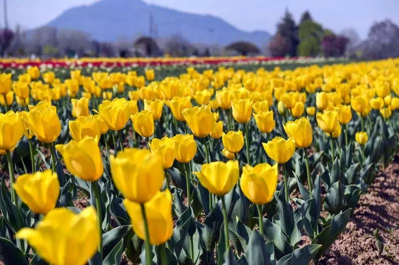 Jammu: ट्यूलिप गार्डन के लिए ऑनलाइन टिकट बुकिंग शुरू Jammu: ट्यूलिप गार्डन के लिए ऑनलाइन टिकट बुकिंग शुरू
