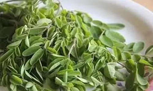 Health: सेहत के लिए बेहद फायदेमंद है मोरिंगा, जानें कैसे करें इसे अपनी डाइट में शामिल Health: सेहत के लिए बेहद फायदेमंद है मोरिंगा, जानें कैसे करें इसे अपनी डाइट में शामिल