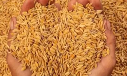 EOW ने धान घोटाले पर लिया एक्शन, 145 लोगों को बनाया आरोपी