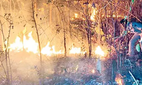 Odisha: पांच साल में 53 हजार हेक्टेयर जंगल में लगी आग Odisha: पांच साल में 53 हजार हेक्टेयर जंगल में लगी आग