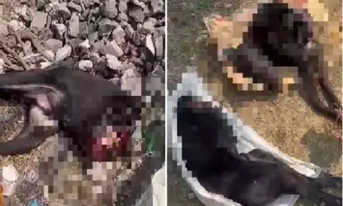कुत्ते की हत्या, ट्रेन के गुजरने से पहले ट्रैक में रखा