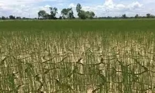 कोनासीमा Andhra में रबी की फसल के लिए पानी की कमी