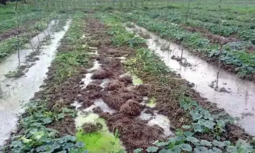 गर्मियों में बारिश; किसानों के लिए खीरे के आंसू गर्मियों में बारिश; किसानों के लिए खीरे के आंसू