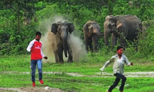 Odisha जंगली जानवरों के हमलों में 799 लोग मारे गए: मंत्री Odisha जंगली जानवरों के हमलों में 799 लोग मारे गए: मंत्री
