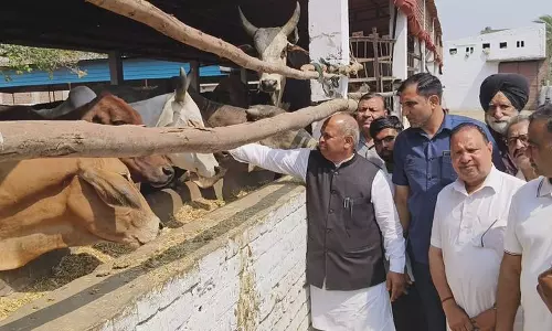 Haryana :  गौ सेवा आयोग प्रमुख ने स्थानीय गौशाला का निरीक्षण किया