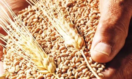 Wheat Reserves : गेहूं भंडार पर सरकार की कड़ी नजर