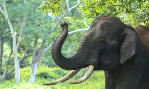 मलयट्टूर जंगली हाथी हमला: स्थिति को नियंत्रित करने के लिए तार की बाड़ लगाई गई