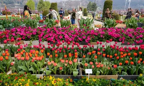Srinagar में एशिया का सबसे बड़ा ट्यूलिप गार्डन जनता के लिए खुला
