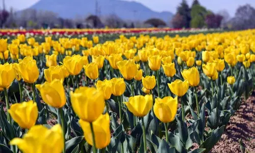 Jammu: ट्यूलिप गार्डन के लिए ऑनलाइन टिकट बुकिंग शुरू