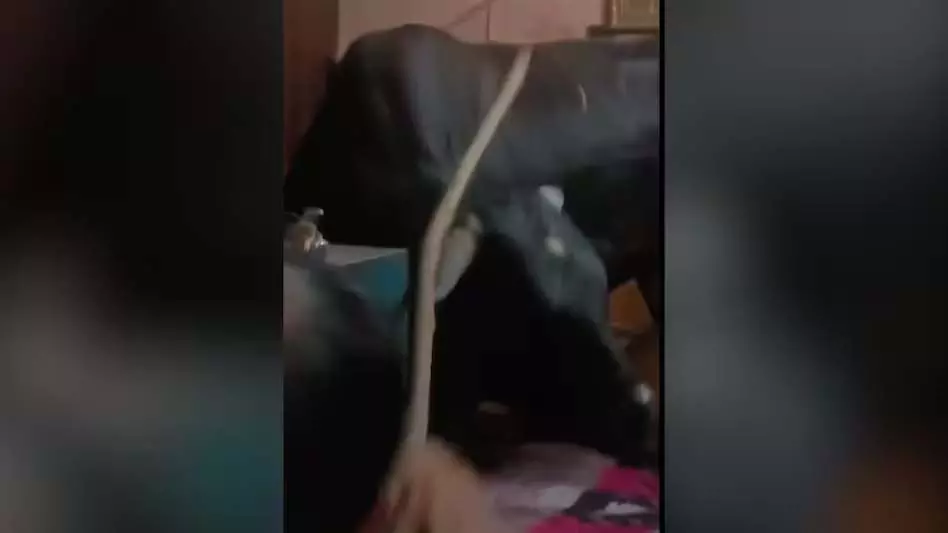 अलमारी में खुद को बंद महिला ने बचाई अपनी जान, बेडरूम में घुसे थे गाय और सांड अलमारी में खुद को बंद महिला ने बचाई अपनी जान, बेडरूम में घुसे थे गाय और सांड