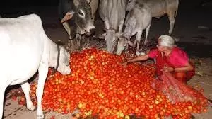 Up News: दाम 2 रुपए किलो, गुस्साए किसान ने सड़क पर फेंके 5 क्विंटल टमाटर Up News: दाम 2 रुपए किलो, गुस्साए किसान ने सड़क पर फेंके 5 क्विंटल टमाटर