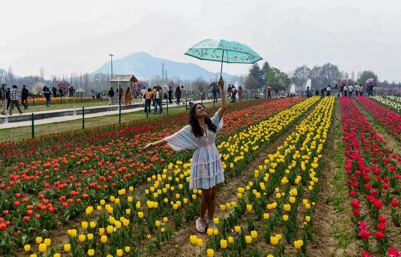 Srinagar में एशिया का सबसे बड़ा ट्यूलिप गार्डन जनता के लिए खुला Srinagar में एशिया का सबसे बड़ा ट्यूलिप गार्डन जनता के लिए खुला