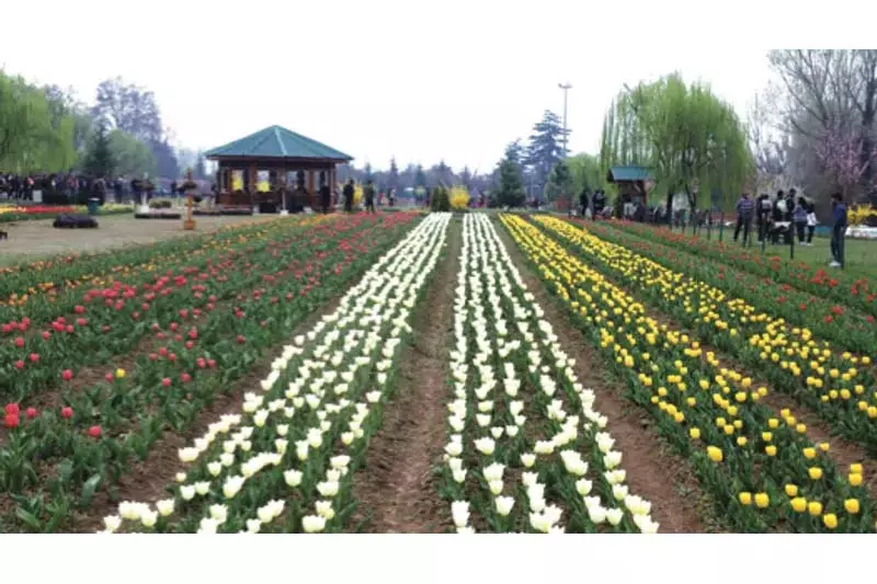 Jammu: उद्घाटन के दिन 17,259 पर्यटक आए ट्यूलिप गार्डन देखने Jammu: उद्घाटन के दिन 17,259 पर्यटक आए ट्यूलिप गार्डन देखने