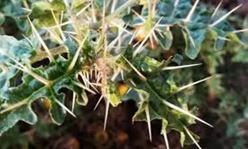 Kateri flowers: जानिए कटेरी के फूलों के अद्भुत फायदे Kateri flowers: जानिए कटेरी के फूलों के अद्भुत फायदे
