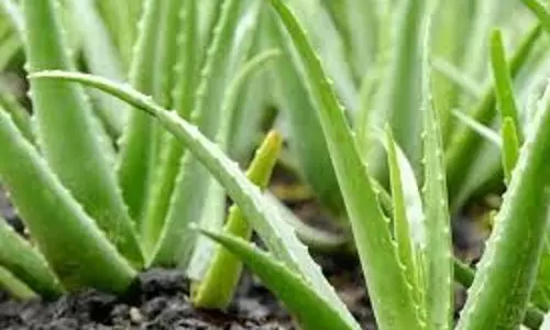 Health: एलोवेरा के सेवन के चमत्कारी फायदे, सेहत और सौंदर्य दोनों के लिए है फायदेमंद