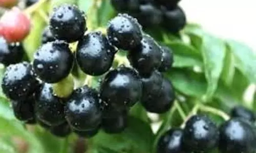 Health: गर्मियों में जामुन खाना हमारे शरीर के लिए है बेहद फायदेमंद Health: गर्मियों में जामुन खाना हमारे शरीर के लिए है बेहद फायदेमंद