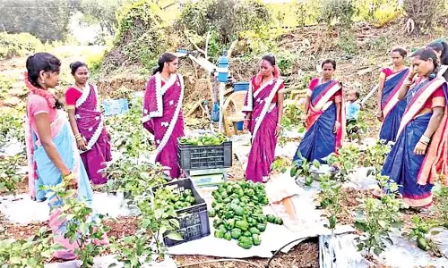 Bhubaneswar : शिमला मिर्च के पौधे लाकर निःशुल्क वितरित किए गए Bhubaneswar : शिमला मिर्च के पौधे लाकर निःशुल्क वितरित किए गए