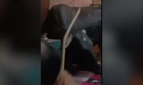 अलमारी में खुद को बंद महिला ने बचाई अपनी जान, बेडरूम में घुसे थे गाय और सांड अलमारी में खुद को बंद महिला ने बचाई अपनी जान, बेडरूम में घुसे थे गाय और सांड