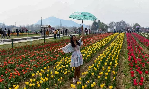 Srinagar में एशिया का सबसे बड़ा ट्यूलिप गार्डन जनता के लिए खुला