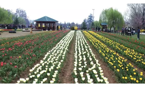Jammu: उद्घाटन के दिन 17,259 पर्यटक आए ट्यूलिप गार्डन देखने