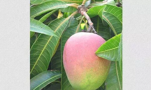 बेटे का आइडिया: मियाज़ाकी आमों से किसान बना करोड़पति बेटे का आइडिया: मियाज़ाकी आमों से किसान बना करोड़पति