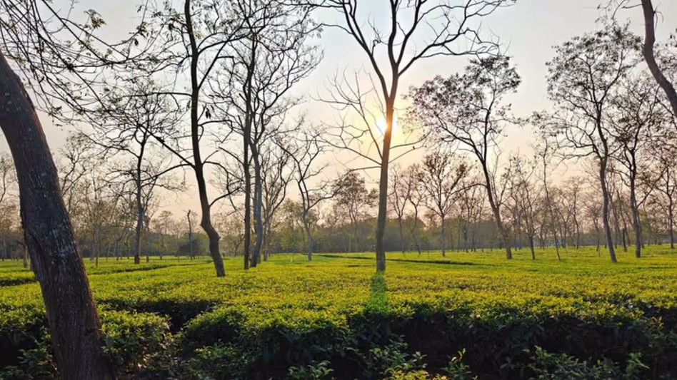 Assam की अट्टाबारी चाय को लास वेगास में 2025 ग्लोबल टी चैंपियनशिप में वैश्विक मान्यता मिली