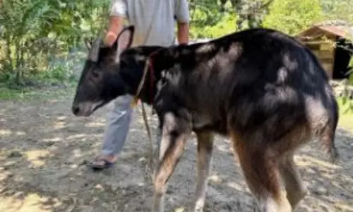 Arunachal: हिमालयन सीरो को बचाया गया, जीवन के लिए ईटानगर चिड़ियाघर में ले जाया गया