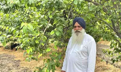 Punjab: बागवानी में किसानों को मिल रहा लाभ
