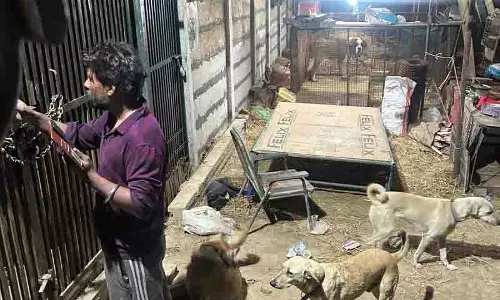 कुत्तों की मौत का मामला, Maneka ने संदिग्ध के लिए कड़ी सजा की मांग की