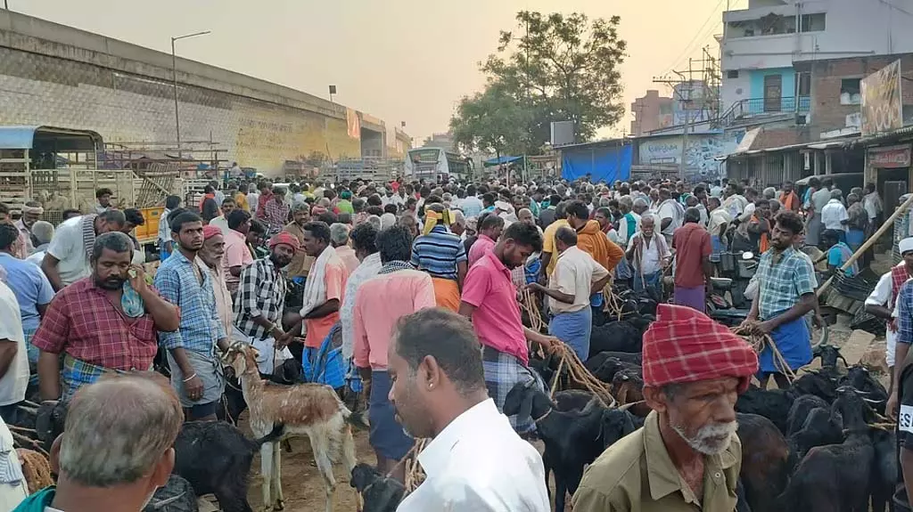 अय्यालुर बाजार में 2 करोड़ रुपये में बिके बकरे अय्यालुर बाजार में 2 करोड़ रुपये में बिके बकरे