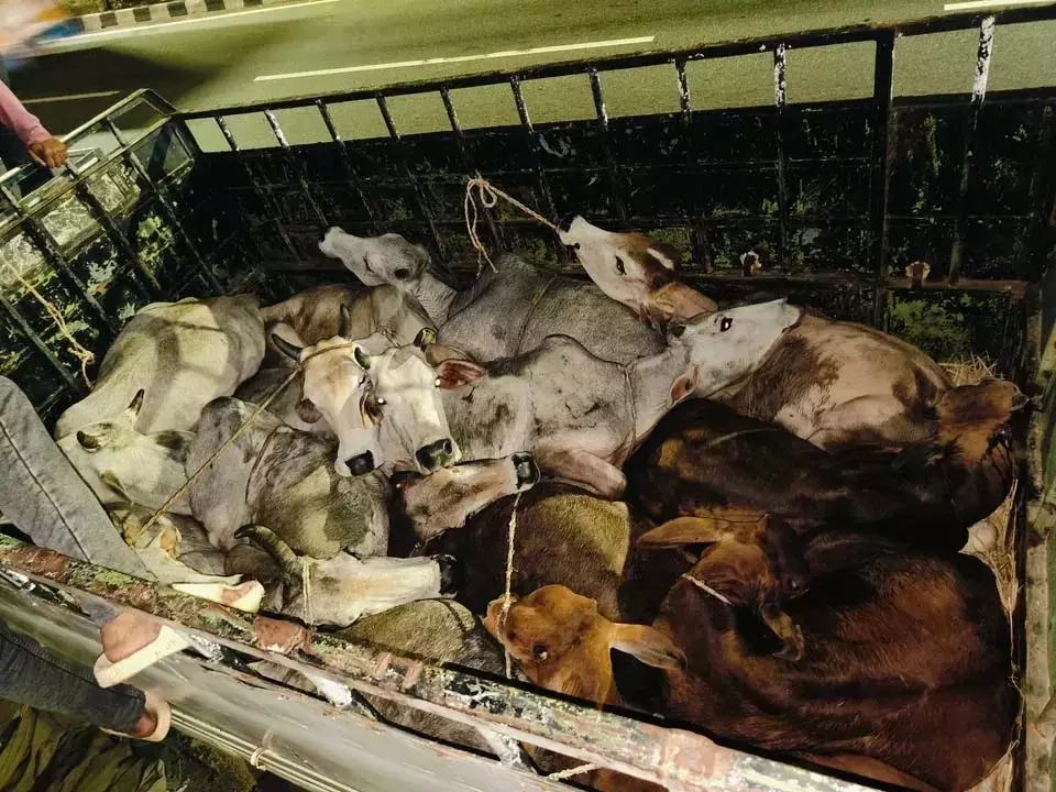 गौ सेवक के सदस्यों ने भुवनेश्वर में मवेशियों को ले जा रहे वाहन को रोका गौ सेवक के सदस्यों ने भुवनेश्वर में मवेशियों को ले जा रहे वाहन को रोका