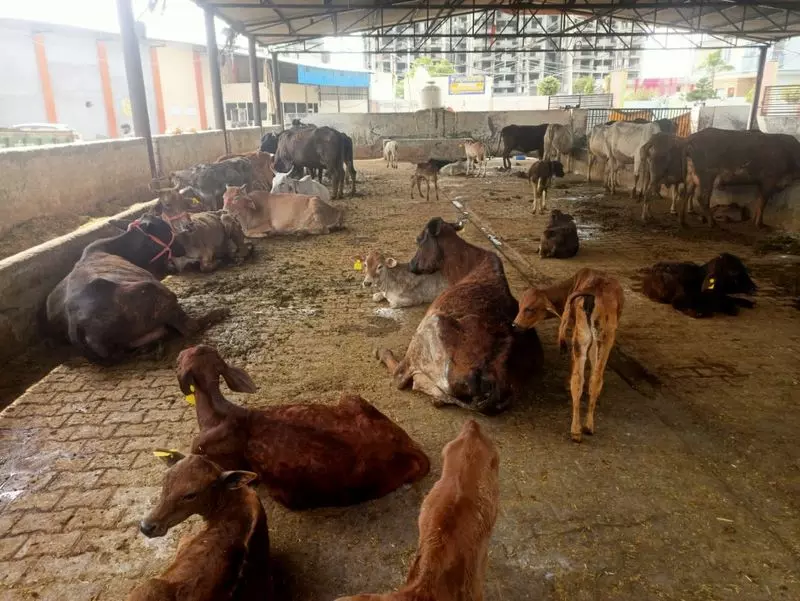 KMC गौशाला और नंदीग्राम में गोबर आधारित बायो-गैस संयंत्र विकसित करेगी KMC गौशाला और नंदीग्राम में गोबर आधारित बायो-गैस संयंत्र विकसित करेगी
