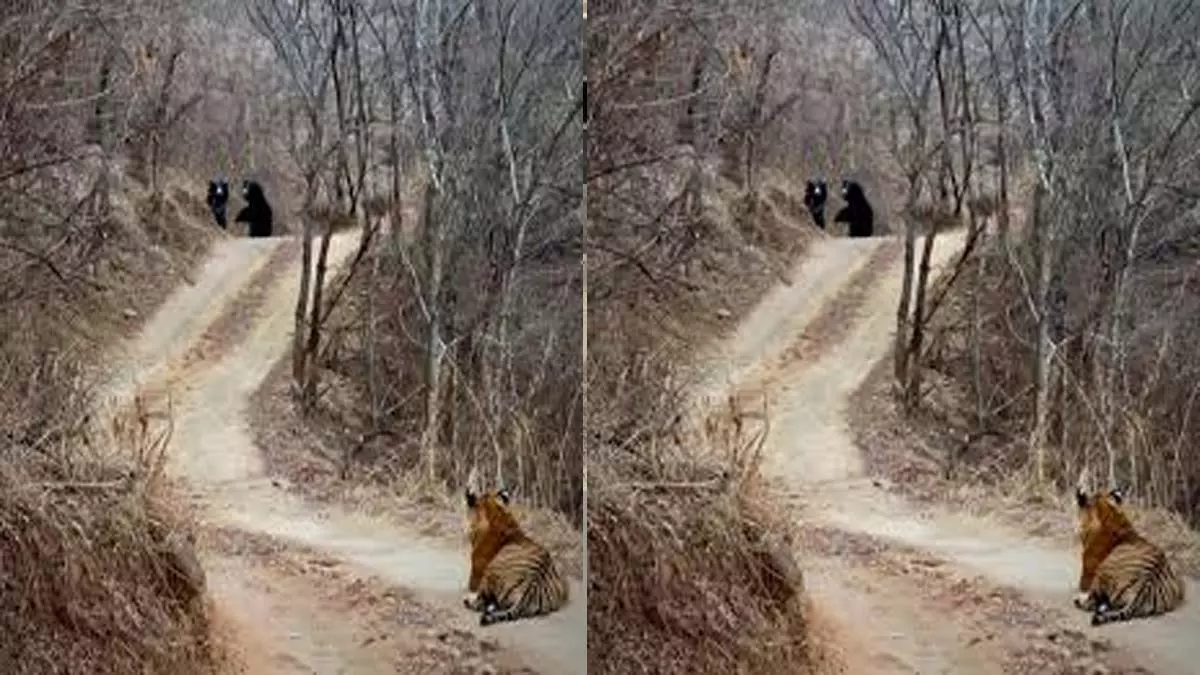 दो भालूओं पर भारी पड़ी एक बाघिन, VIDEO ने इंटरनेट पर मचाया तहलका दो भालूओं पर भारी पड़ी एक बाघिन, VIDEO ने इंटरनेट पर मचाया तहलका