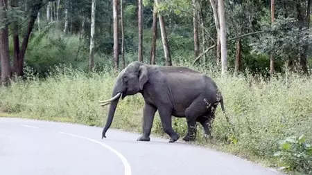 हाथी ने 12 घंटे में 4 लोगों को कुचलकर मार डाला, अपने झुंड से बिछड़ने की वजह से गुस्से में है हाथी ने 12 घंटे में 4 लोगों को कुचलकर मार डाला, अपने झुंड से बिछड़ने की वजह से गुस्से में है