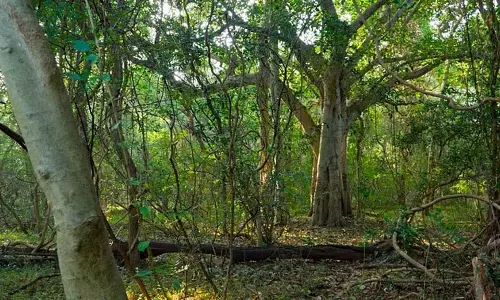 Tamil Nadu: कसमपट्टी एक संरक्षित विरासत जैव विविधता स्थल Tamil Nadu: कसमपट्टी एक संरक्षित विरासत जैव विविधता स्थल