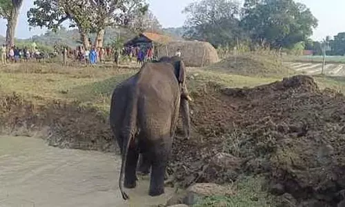 10 फुट गहरे तालाब में गिरे हाथी को बचाया गया