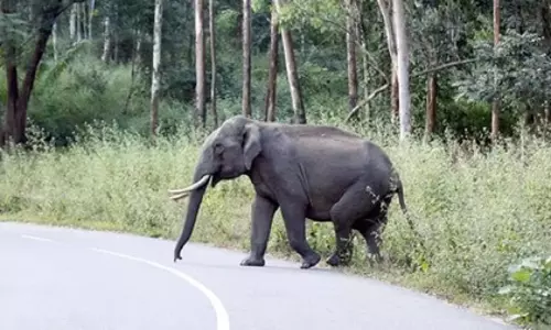 हाथी ने 12 घंटे में 4 लोगों को कुचलकर मार डाला, अपने झुंड से बिछड़ने की वजह से गुस्से में है हाथी ने 12 घंटे में 4 लोगों को कुचलकर मार डाला, अपने झुंड से बिछड़ने की वजह से गुस्से में है